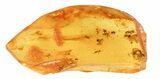Several Fossil Ants (Formicidae) In Baltic Amber #69279-4